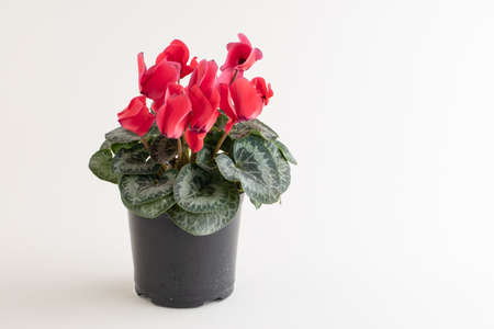 Home plant Cyclamen (Cyclamen Persicum) with pink flowers in a pot. white backgroundの写真素材