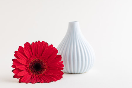 Red gerbera and space for text on white background. International Women's day or feminism conceptの写真素材