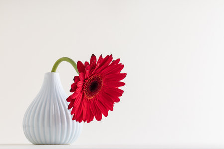 Red gerbera and space for text on white background. International Women's day or feminism conceptの写真素材