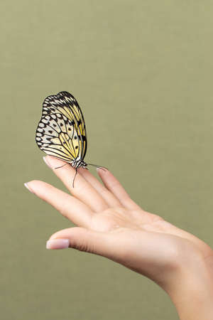 butterfly on the palm, green background, copytextの写真素材