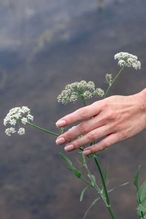 Woman's hands touching wild blossoms at sunsetの写真素材