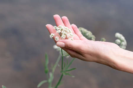Hand of woman touching blossoming flowersの写真素材