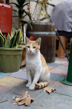 Amazing Istanbul cat, one of manyの写真素材