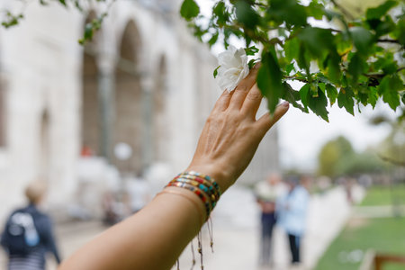 White hibiscus flower in woman's handの写真素材