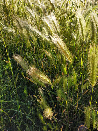 Wheat grains with the grass on a clear sunny day.