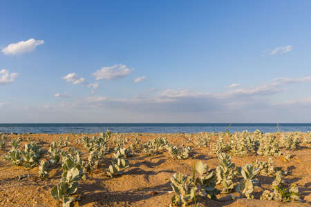 Many green plants, similar to cabbage, grow on the beach in the sand with blue sky background.の写真素材