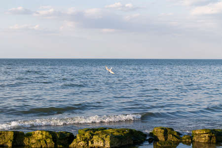 Line of natural groynes covered with algae. With an attacking bird, blue sky and waves on background.の写真素材