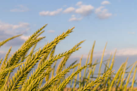 Wheat sprouts on the beach with blur, blue sky on background.
