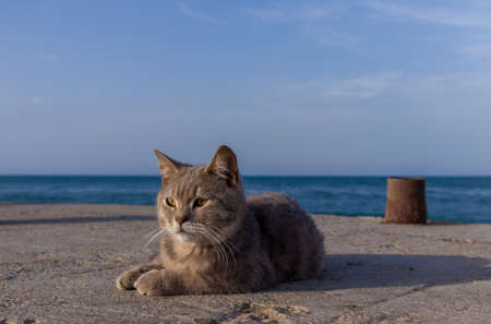 Wild cat lies on a wharf off the shore of the Caspian Sea. With clean blue sky on background.