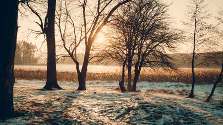 Winter landscape - frosty forest in the sunny evening. Tranquil winter nature in sunlight. Beautiful winter landscape at sunset with fog and snowの写真素材