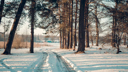 Winter landscape - frosty forest in the sunny evening. Tranquil winter nature in sunlight. Beautiful winter landscape at sunset with fog and snowの写真素材