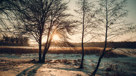 Winter landscape - frosty forest in the sunny evening. Tranquil winter nature in sunlight. Beautiful winter landscape at sunset with fog and snowの写真素材