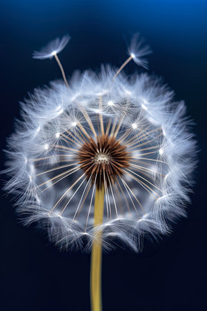 Dandelion on a dark blue background. close-up.の素材
