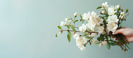 Bouquet of white jasmine flowers on blue background.の素材