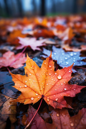 Maple leaves with raindrops on the ground. Autumn background.の素材