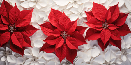 Christmas background with poinsettia flowers and white petals.の素材