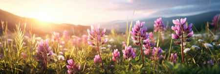 Pink lupine flowers in the mountains at sunset. Beautiful summer landscape.の素材