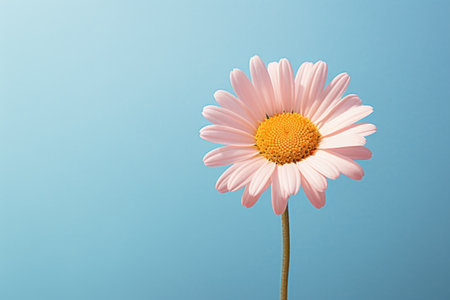 pink daisy on blue background with copy space for your textの素材