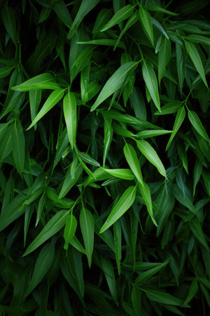 Tropical background green plant leaf South America forest jungle palm tree.の素材