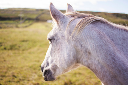 White horse mane, stables for horses.の写真素材