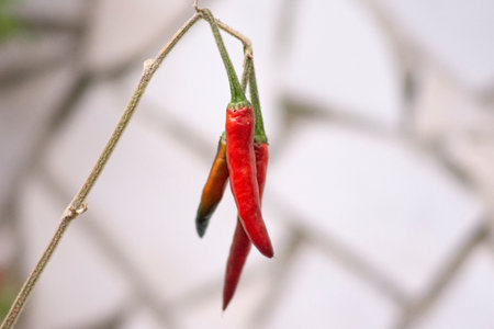 Red hot pepper, hot pepper plant.の写真素材
