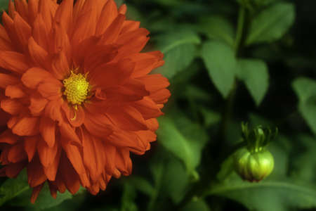 Beautiful red dahlia flower on a green backgroundの写真素材