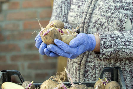 The potato in the hands ofの写真素材