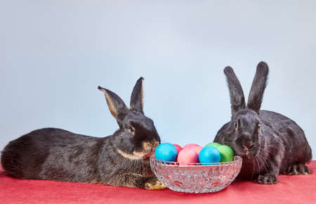 Rabbits are lie near Easter eggsの写真素材