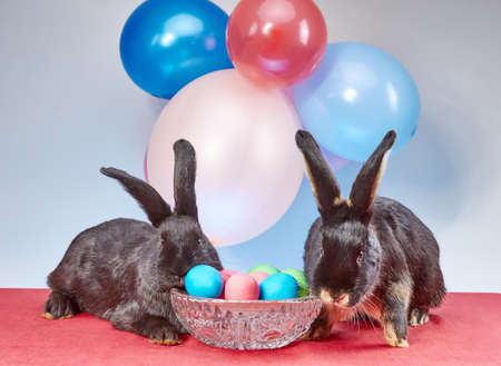 Easter bunnies under balloons