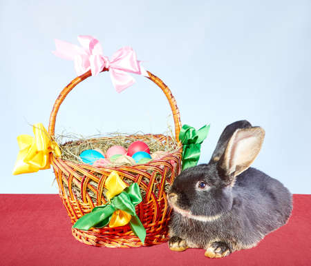 Little rabbit lies near a basket with Easter eggs decorated with colored ribbonsの写真素材