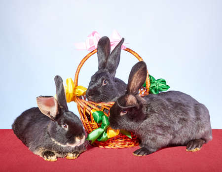 Three rabbits and beautiful decorated basketの写真素材