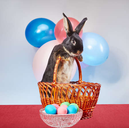 Beautiful bunny on the background of balloons and Easter eggsの写真素材