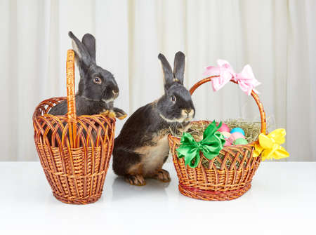 Two rabbits and two beautiful basket on a white backgroundの写真素材