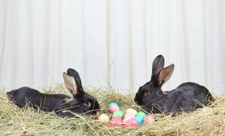 Two rabbits on hay near Easter eggsの写真素材