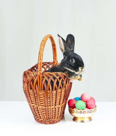 Next to the colorful eggs black bunny in a basketの写真素材