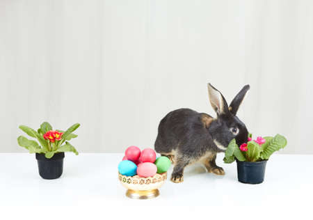 On a white background rabbit next to flowers in baskets and Easter eggsの写真素材