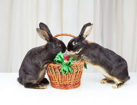 Two rabbits are based feet on Easter basketの写真素材