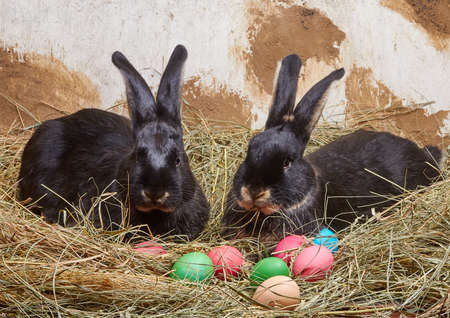 Near Easter eggs on the hay lie two rabbitsの写真素材