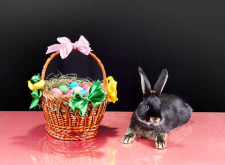 Rabbit is lying near a basket on a black backgroundの写真素材