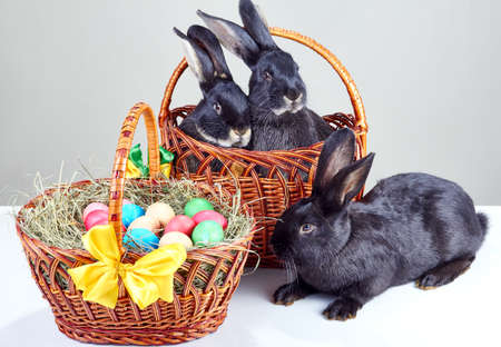 Two rabbits sitting in a basket, and one next to the basket near the Easter basketの写真素材