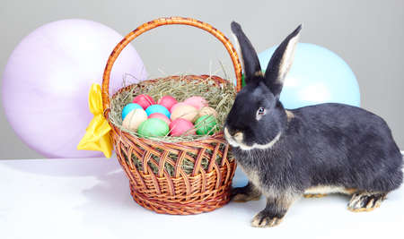 Beautiful bunny near Easter basket decorated with balloonsの写真素材