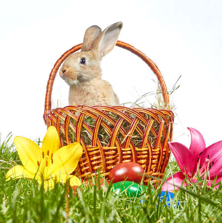 On the green grass is Easter basket with rabbit