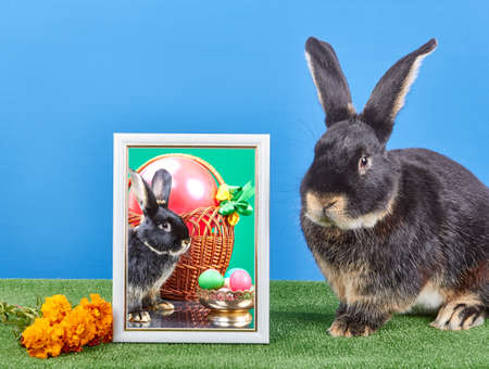 Near the photos with rabbit and Easter basket bunny sitting
