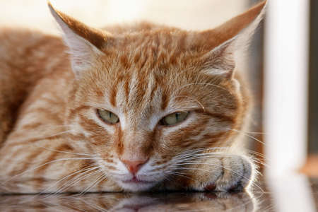 Cat a pet the general favouriteの写真素材