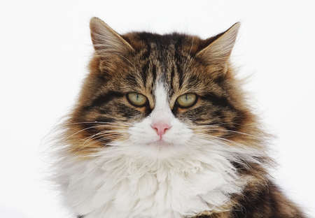 Cat a pet the general favouriteの写真素材