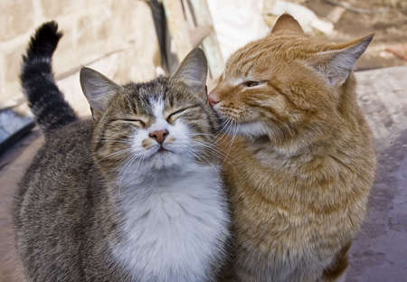 Cat a pet the general favourite
