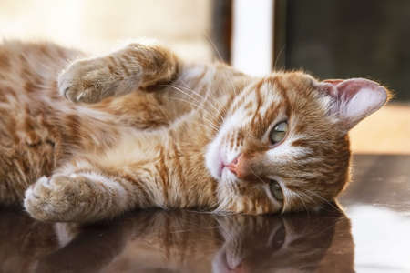 Cat a pet the general favouriteの写真素材