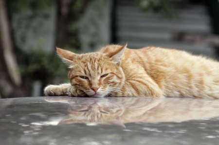 The cook my favourite and devoted petの写真素材