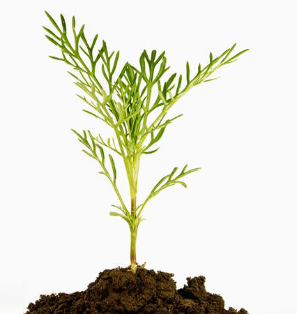 Green plant in the earth on a white backgroundの写真素材