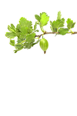 Gooseberry branch on a white backgroundの写真素材